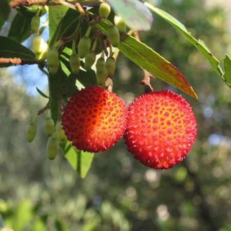 Arbutus unedo - Image by WikimediaImages from Pixabay 