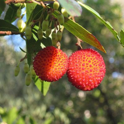 Arbutus unedo - Image by WikimediaImages from Pixabay 