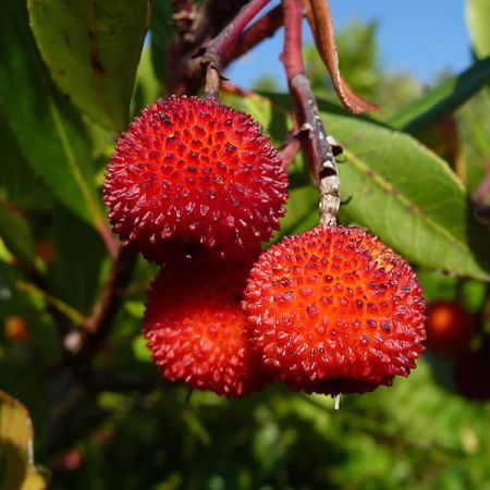 Arbutus Unedo - Photo by Lucarelli (CC BY-SA 3.0)