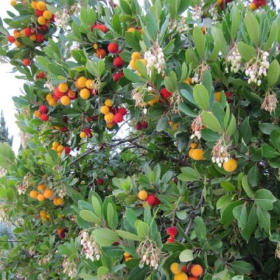 Arbutus unedo Compacta - Photo by Leonora (Ellie) Enking  (CC By-SA 2.0)