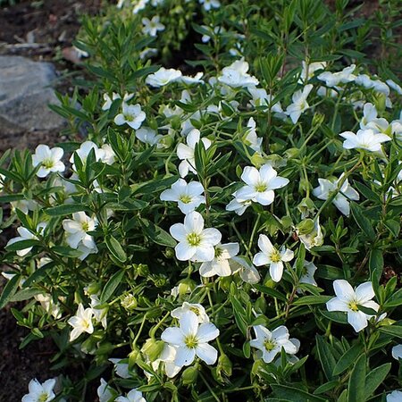 Arenaria montana - 