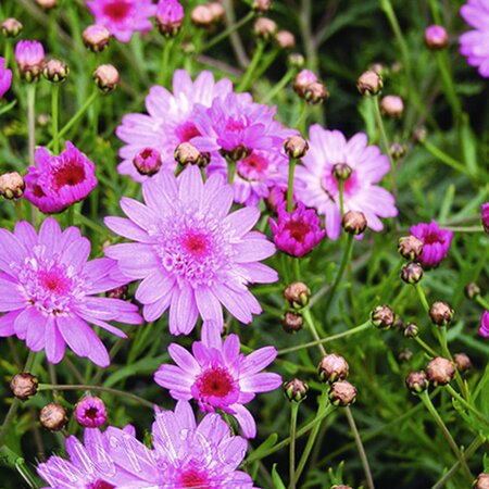 Argyranthemum 'Crested Hot Pink' - Image courtesy of Schram Plants