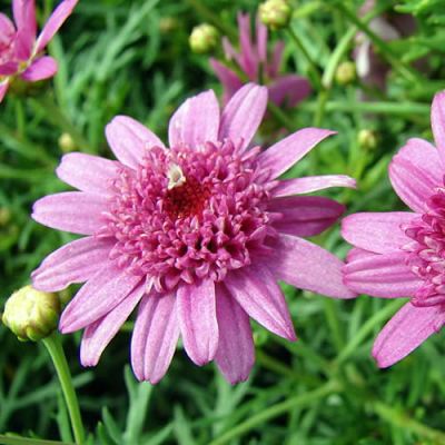 Argyranthemum 'LaRita Rose' - Photo by Forest & Kim Starr (CC BY-SA 3.0)