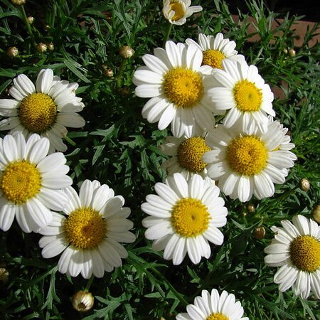 Argyranthemum “LaRita White” - Photo by Forest & Kim Starr (CC BY-SA 3.0)