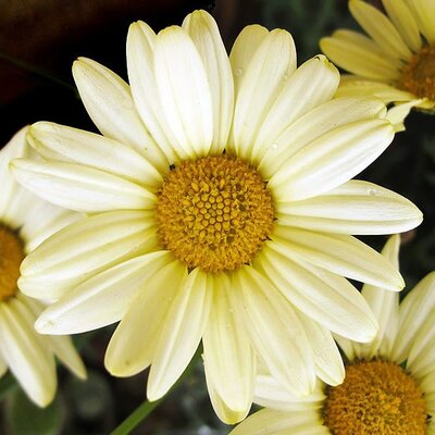 Argyranthemum “LaRita Yellow" - Photo by jacilluch (CC BY-SA 2.0)