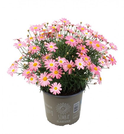 Argyranthemum Simba® Pink - Image courtesy of Hendriks Young Plants