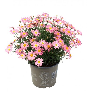 Argyranthemum Simba® Pink - Image courtesy of Hendriks Young Plants