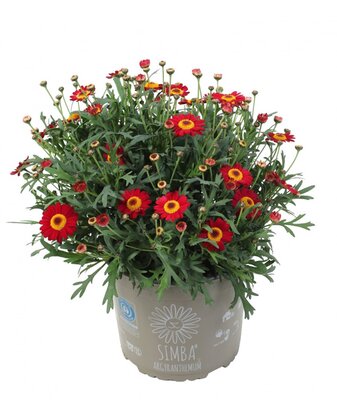 Argyranthemum Simba® Scarlet Red - Image courtesy of Hendriks Young Plants