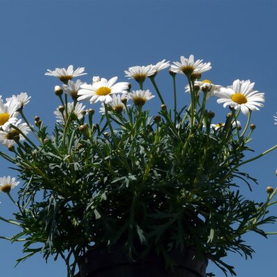 Argyranthemum Simba® White - Image by Hans from Pixabay 