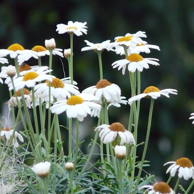 Argyranthemum 'So Sweet' - Image by Hans from Pixabay 