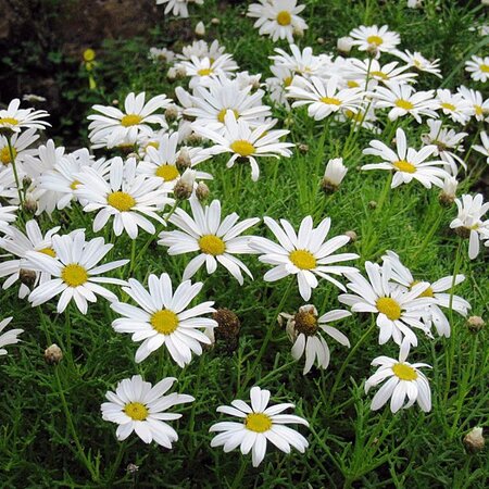 Argyranthemum White (3L pot)