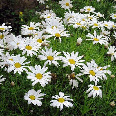 Argyranthemum White (3L pot)