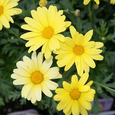 Argyranthemum Yellow - Photo by David J. Stang (CC BY-SA 4.0)