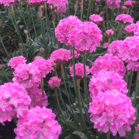 Armeria Dreameria 'Daydream' - Public domain image under fair use