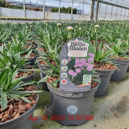 Armeria Dreameria 'Sweet Dreams' (2L pot)
