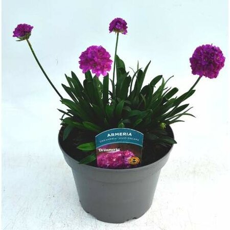 Armeria Dreameria 'Vivid Dreams' - Image courtesy of Ben Vista