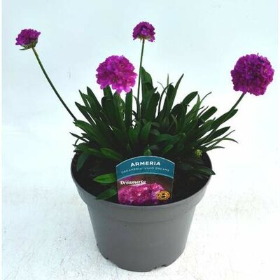 Armeria Dreameria 'Vivid Dreams' - Image courtesy of Ben Vista