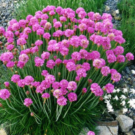 Armeria m. "Rubifolia" - Photo by Ghislain118 (CC BY-SA 3.0)