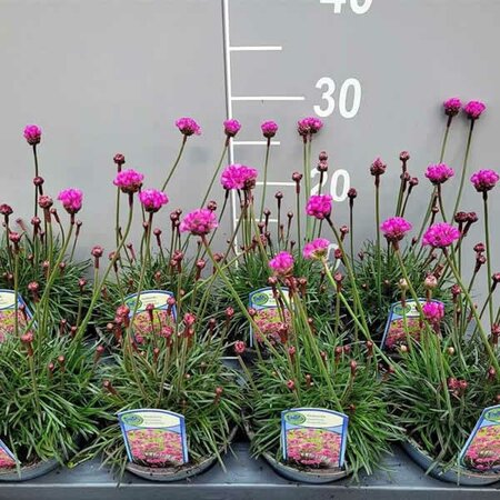 Armeria Rubrifolia 'Vesuvius' (13cm pot)