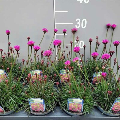 Armeria Rubrifolia 'Vesuvius' (13cm pot)