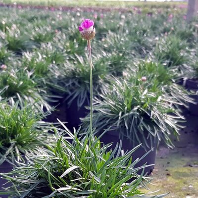 Armeria Maritima 'Abbey Deep Rose' (1L pot)