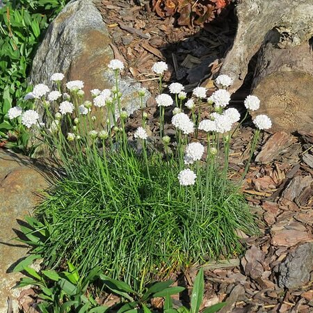 Armeria Maritima 'Abbey White' (1Litre pot)