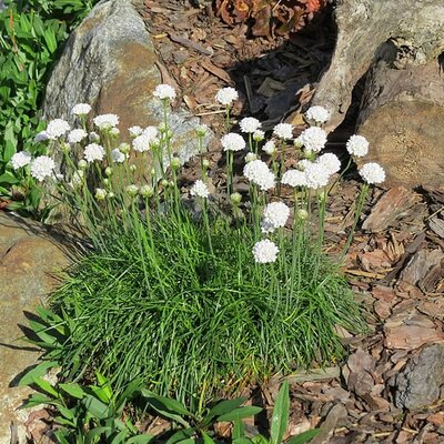Armeria Maritima 'Abbey White' (1Litre pot)