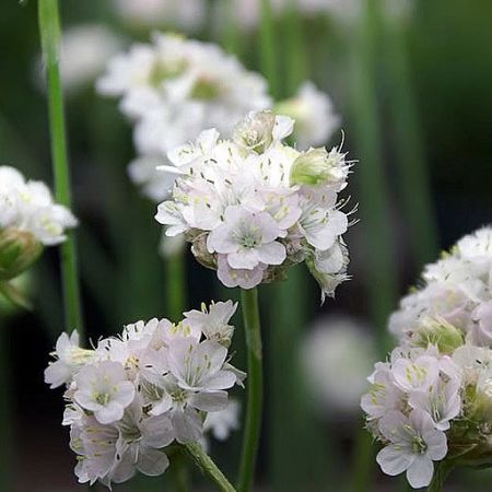 Armeria Maritima Alba  - Photo by David J. Stang (CC BY-SA 4.0)