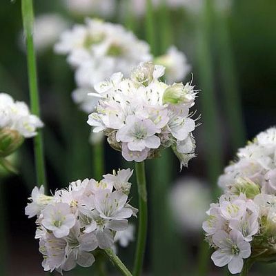Armeria Maritima Alba  - Photo by David J. Stang (CC BY-SA 4.0)