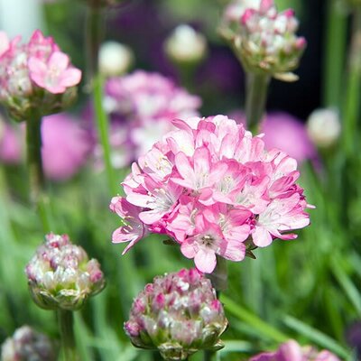 Armeria 'Splendens' - Photo by David J. Stang (CC BY-SA 4.0)