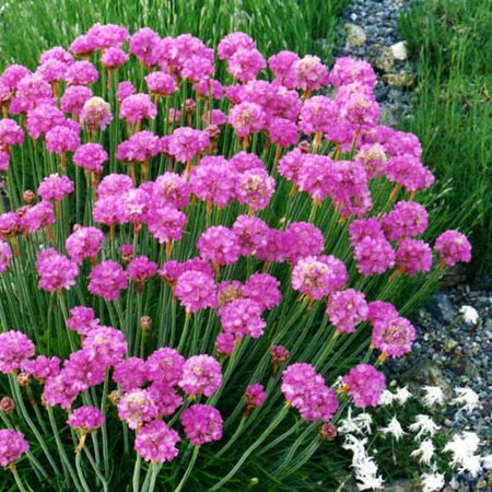 Armeria 'Select Rose' - Photo by Ghislain118 (CC BY-SA 3.0)