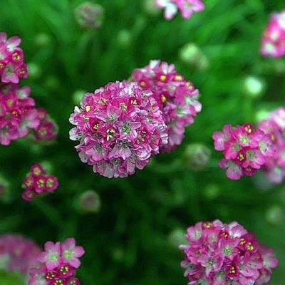 Armeria M. 'Splendens' - Photo by David J. Stang (CC BY-SA 4.0)