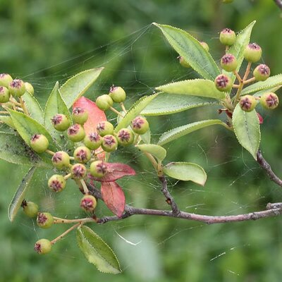Aronia prunifolia 'Viking' - Photo by Caroline Léna Becker (CC BY-SA 3.0)