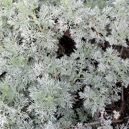 Artemisia 'Powis Castle' - Photo by manuel m. v. (CC BY-SA 2.0)
