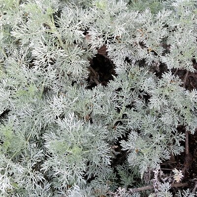Artemisia 'Powis Castle' - Photo by manuel m. v. (CC BY-SA 2.0)