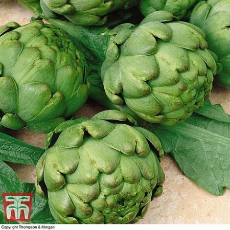 Artichoke Imperial Star