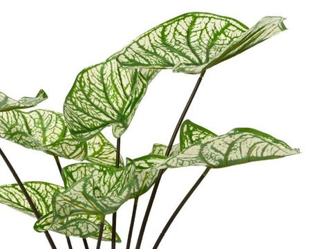 Artificial Caladium Plant - image 2