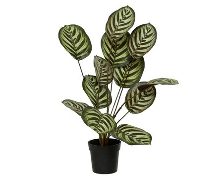 Artificial calathea -Image courtesy of Kaemingk