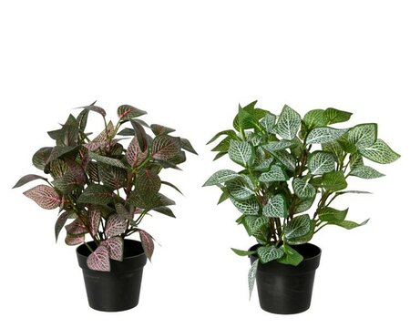 Artificial fittonia -Image courtesy of Kaemingk