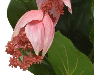 Artificial Medinilla in pot - image 2