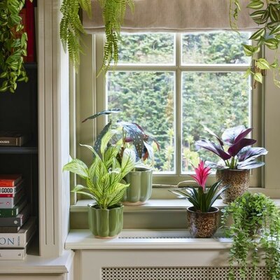 Artificial tradescantia -Image courtesy of Kaemingk