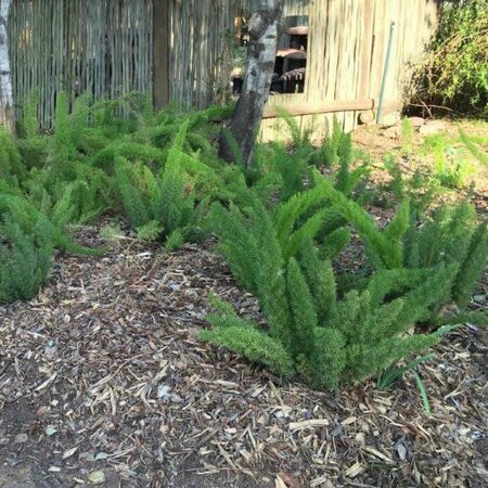 Asparagus meyerii - Image courtesy of Plantbook, here under fair use.