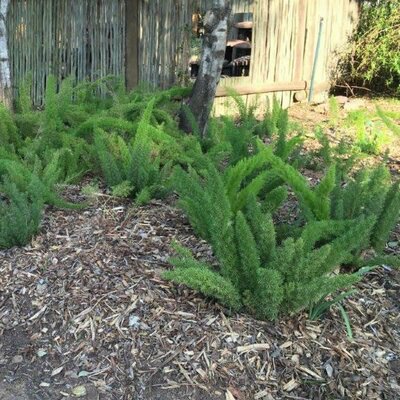 Asparagus meyerii - Image courtesy of Plantbook, here under fair use.