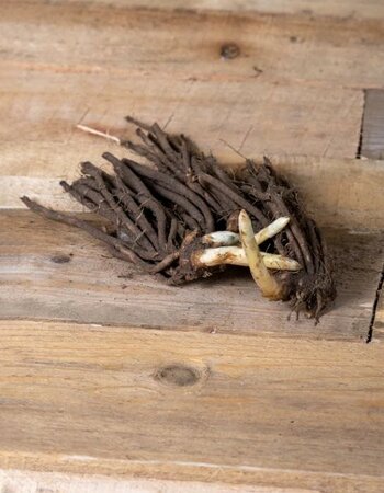 Image courtesy of Allied Irish Growers