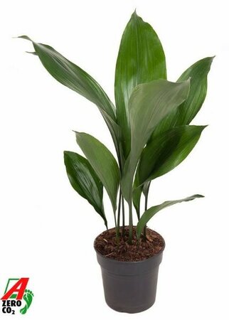Aspidistra elatior - Image courtesy of Plantline