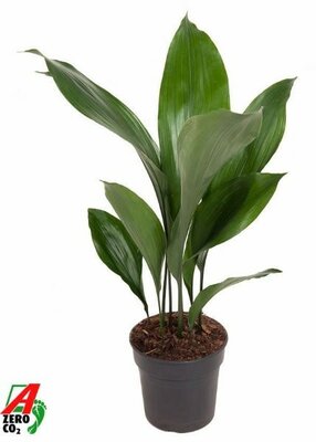 Aspidistra elatior - Image courtesy of Plantline