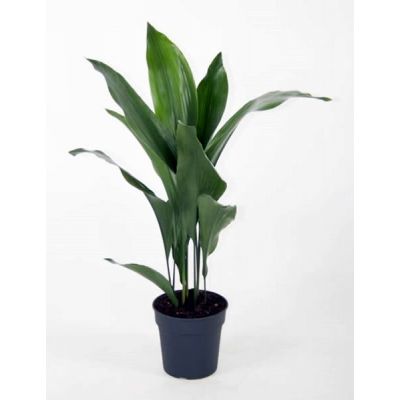 Aspidistra elatior (17cm pot)