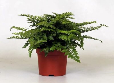 Asplenium parvati - Image courtesy of Pannebakker