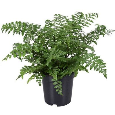 Asplenium parvati (17cm pot)