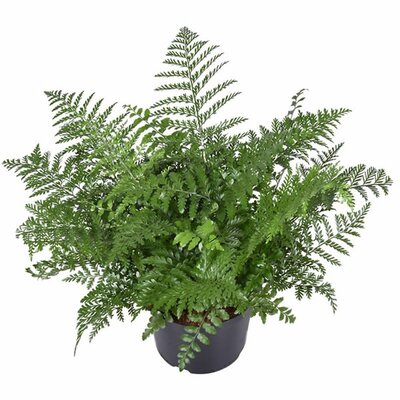 Asplenium parvati - Image courtesy of Pannebakker